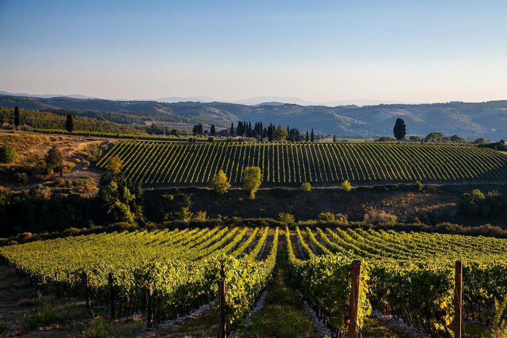 The Antinori Vineyards in Tuscany