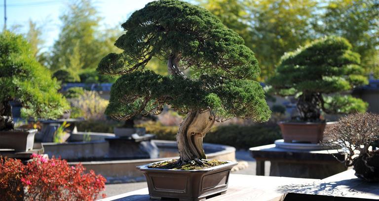 Shunkaen Bonsai Museum