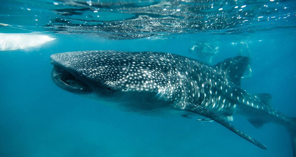 Whale shark diving at Isla Holbox Centurion Magazine