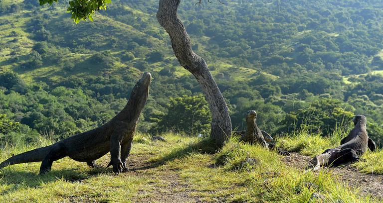 Komodo dragons